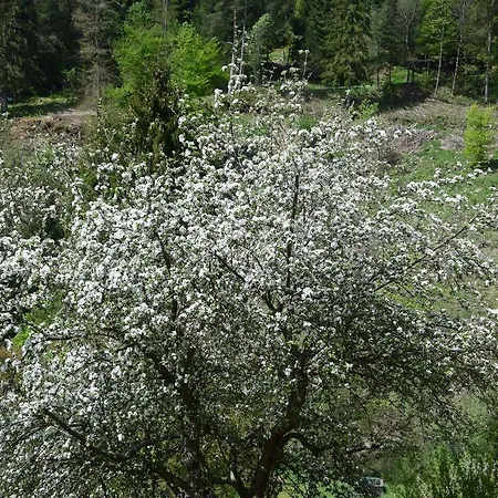 Guenter Διαμέρισμα *